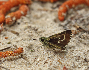 Lace-winged Roadside-Skipper